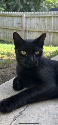 Lost Female Cat last seen Wayne Ave/Whitehall Road, Chattanooga, TN 37405