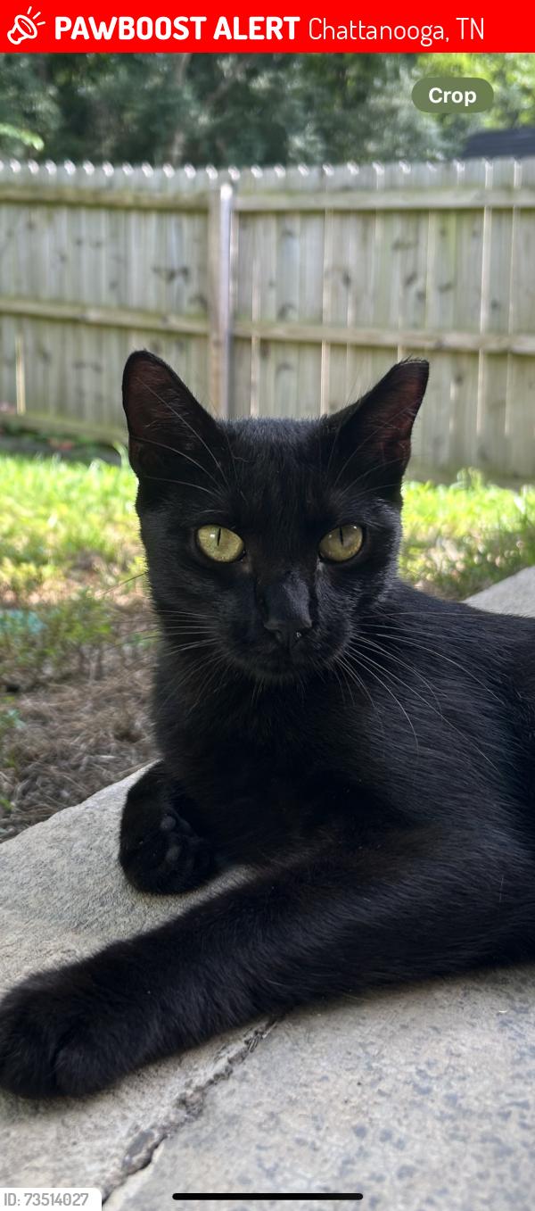 Lost Female Cat last seen Wayne Ave/Whitehall Road, Chattanooga, TN 37405
