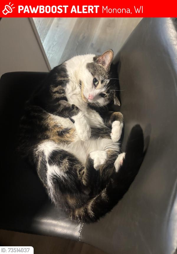 Lost Female Cat last seen monona drive and femrite, Monona, WI 53716