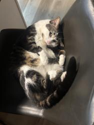 Lost Female Cat last seen monona drive and femrite, Monona, WI 53716