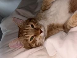 Reunited Male Cat last seen Near Marion St, Roseville, MN 55113, USA, Roseville, MN 55113