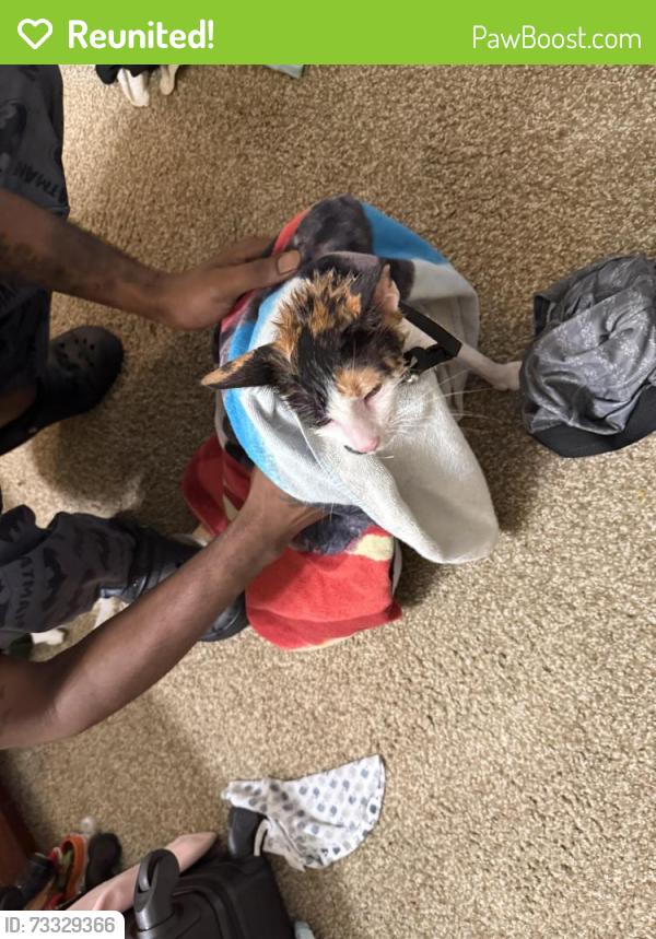 Reunited Female Cat last seen The 1800 at Barrett lakes, Kennesaw, GA 30144