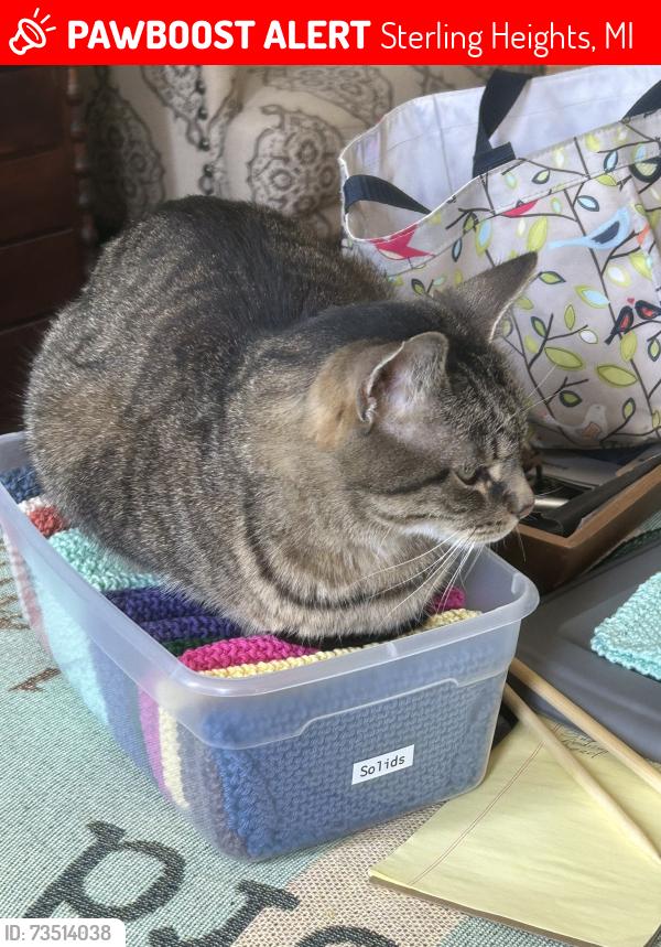 Lost Male Cat last seen Fox Hill between Mound and Ryan, Sterling Heights, MI 48310