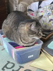 Lost Male Cat last seen Fox Hill between Mound and Ryan, Sterling Heights, MI 48310