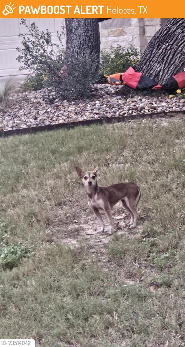 Found/Stray Unknown Dog last seen Braun and Texas Star, Helotes, TX 78023