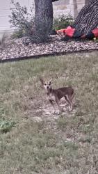 Found/Stray Unknown Dog last seen Braun and Texas Star, Helotes, TX 78023