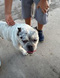 Found/Stray Female Dog last seen Guinevere Dr & King Arthur Dr, San Antonio, TX 78218