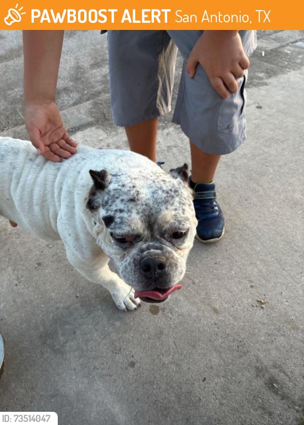 Found/Stray Female Dog last seen Guinevere Dr & King Arthur Dr, San Antonio, TX 78218