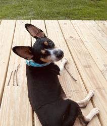 Lost Male Dog last seen 46N Sheridan AR 72150, Grant County, AR 72150