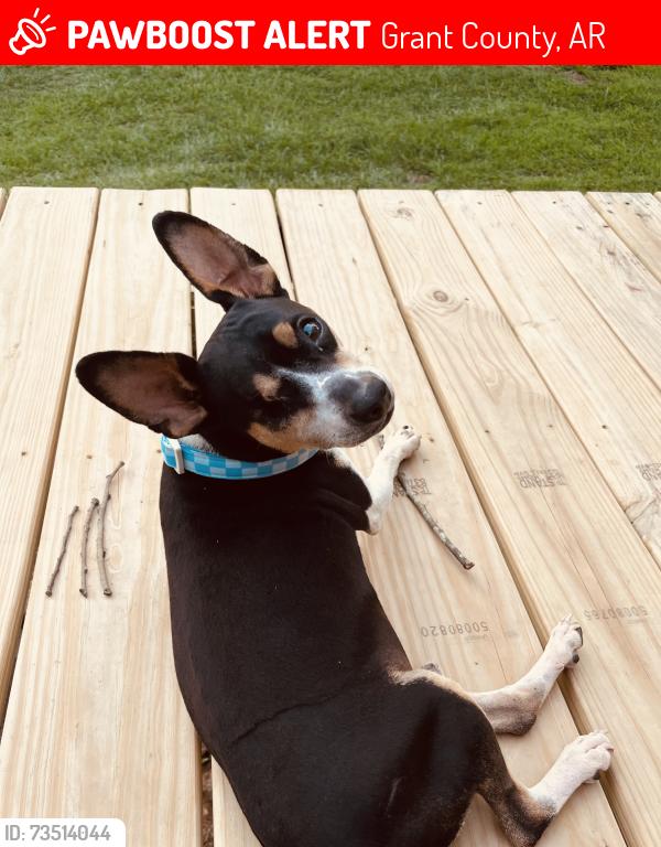 Lost Male Dog last seen 46N Sheridan AR 72150, Grant County, AR 72150