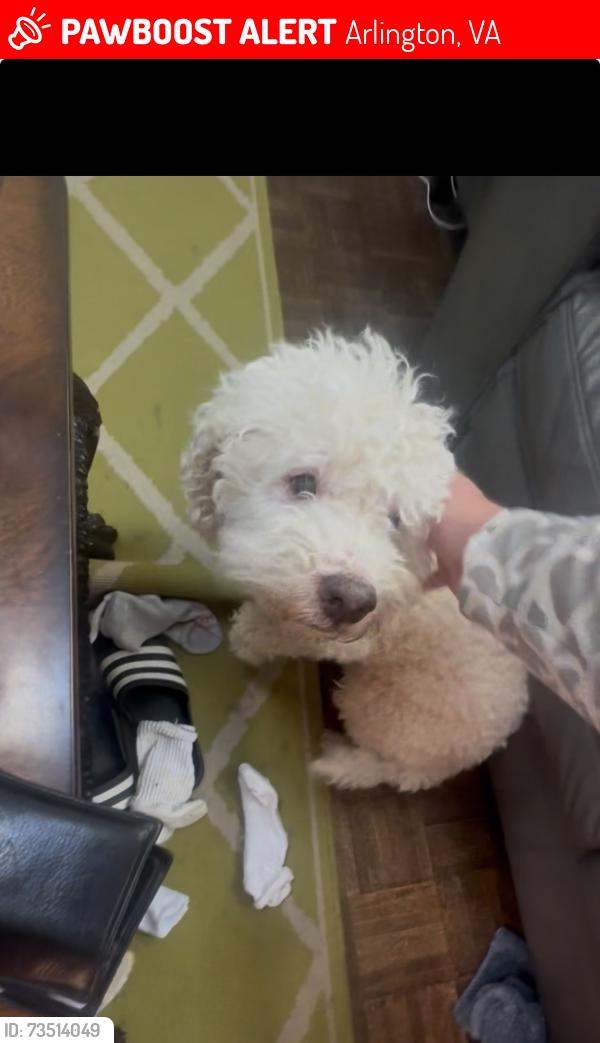 Lost Male Dog last seen S Fern and 22 St S, Arlington, VA 22202