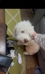 Lost Male Dog last seen S Fern and 22 St S, Arlington, VA 22202