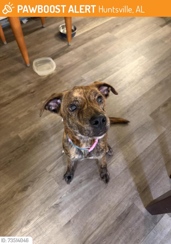 Found/Stray Female Dog last seen Sunlake at Edgewater, Huntsville, AL 35824