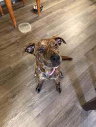 Found/Stray Female Dog last seen Sunlake at Edgewater, Huntsville, AL 35824