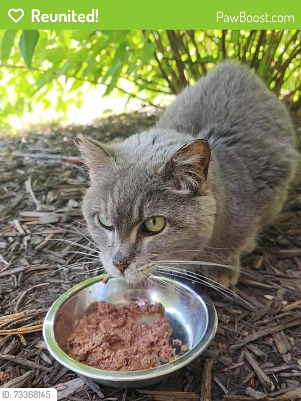 Reunited Female Cat last seen W Laketowne Drive, Albertville, MN, Albertville, MN 55301
