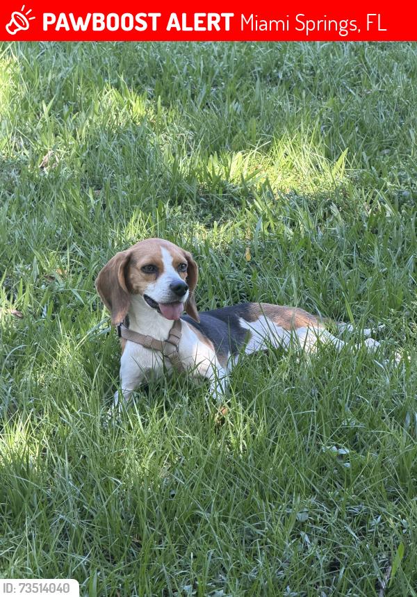 Lost Female Dog last seen Flagler dr/whitehorn dr. Miami Springs, Miami Springs, FL 33010