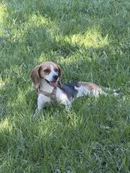 Lost Female Dog last seen Flagler dr/whitehorn dr. Miami Springs, Miami Springs, FL 33010