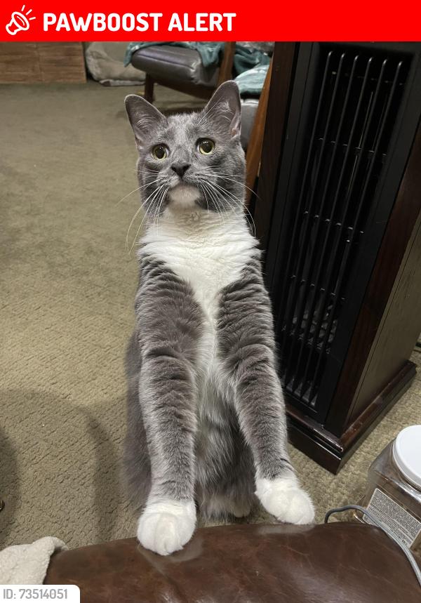 Lost Male Cat last seen By Voorhees Middle School, Cherry Hill Township, NJ 08003