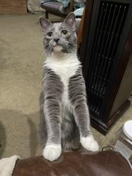 Lost Male Cat last seen By Voorhees Middle School, Cherry Hill Township, NJ 08003