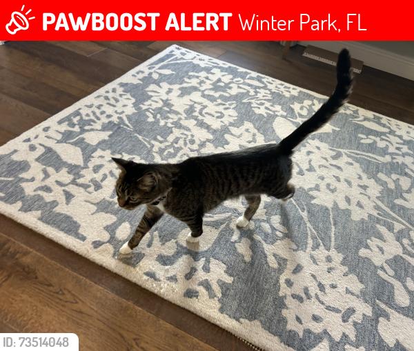 Lost Female Cat last seen Near Versailles Ave, Winter Park, FL 32789