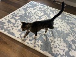 Lost Female Cat last seen Near Versailles Ave, Winter Park, FL 32789