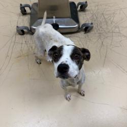 Shelter Stray Female Dog last seen , 5570 Sturmer Park Cir, Winston-Salem, NC 27105, USA
