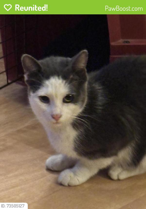 Reunited Unknown Cat last seen Queen & Central Park Drive, Brampton, ON 