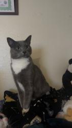 Reunited Female Cat last seen Colorado/Amity, Nampa, ID 83686