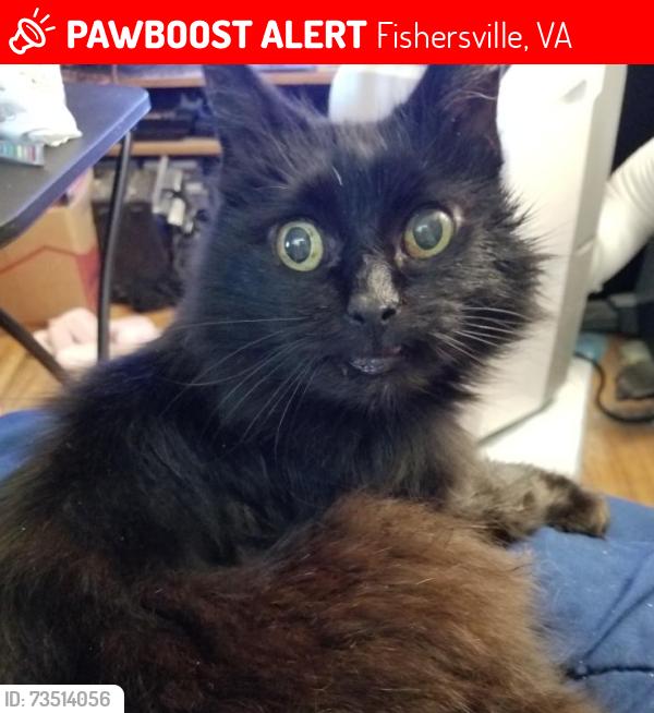 Lost Female Cat last seen Antrim Rd, Fishersville, VA 22939
