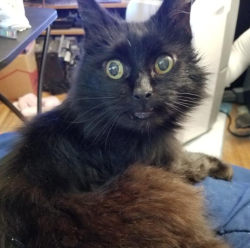 Lost Female Cat last seen Antrim Rd, Fishersville, VA 22939