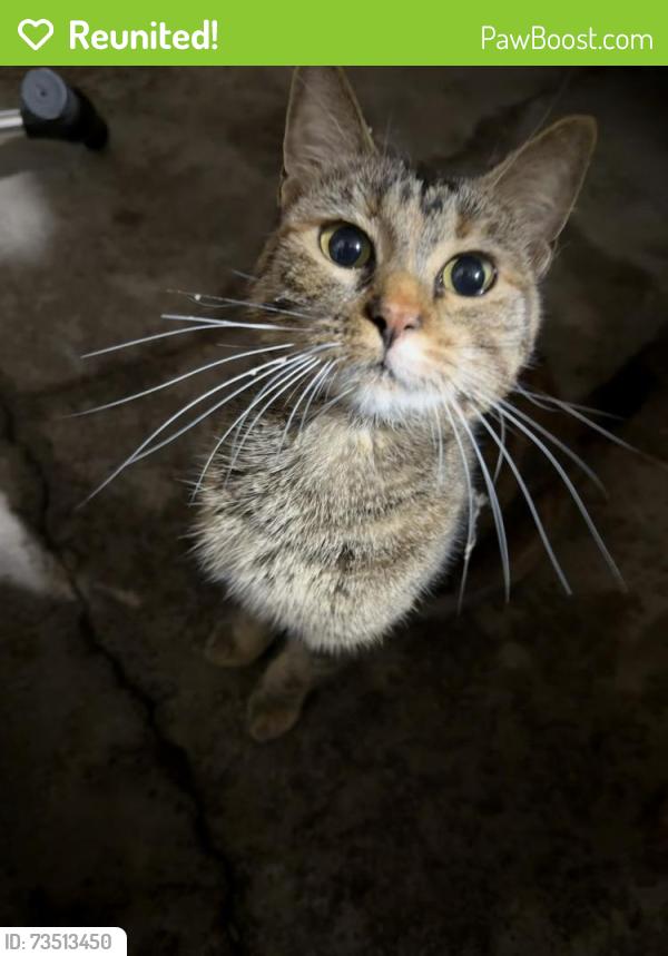 Reunited Unknown Cat last seen Bossard Park, White Bear Lake, MN 55110