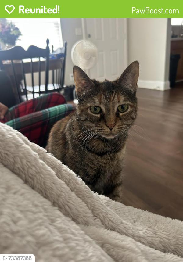 Reunited Female Cat last seen Argo Margret road, Trussville, AL 35173