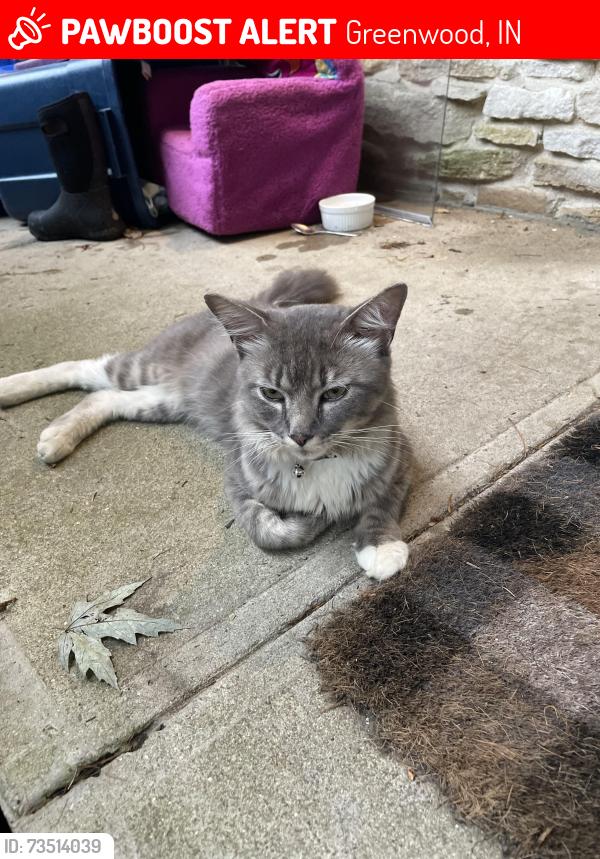 Lost Male Cat last seen Fry Rd in between 31 and 135. About 2 min to Kroger on 135, Greenwood, IN 46142