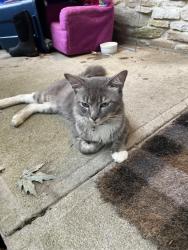 Lost Male Cat last seen Fry Rd in between 31 and 135. About 2 min to Kroger on 135, Greenwood, IN 46142