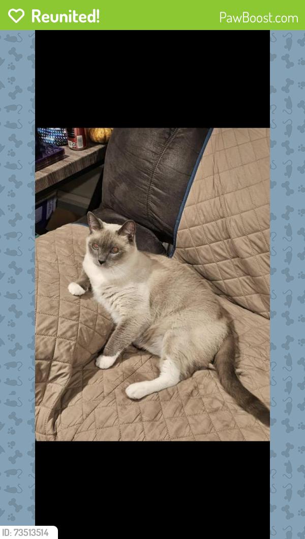 Reunited Male Cat last seen Shasta Ave& Serio way, Elk Grove, CA 95823