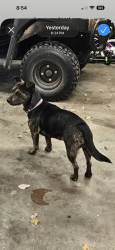 Found/Stray Female Dog last seen Fall line freeway, Gordon, GA 31031