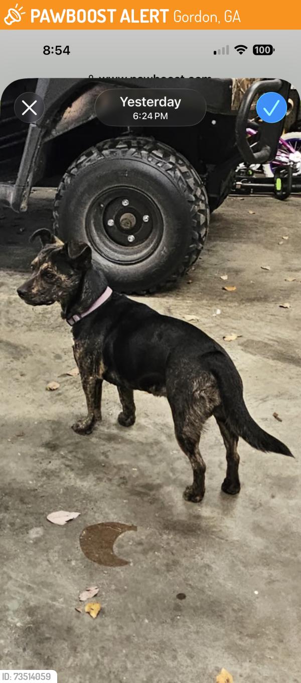 Found/Stray Female Dog last seen Fall line freeway, Gordon, GA 31031