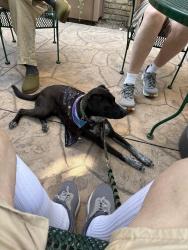 Reunited Female Dog last seen 44th St and 45th Ave, Eastmont, WA 98208