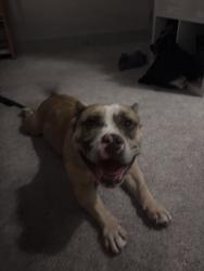 Found/Stray Male Dog last seen cass avenue and dreman ave, Cincinnati, OH 45225