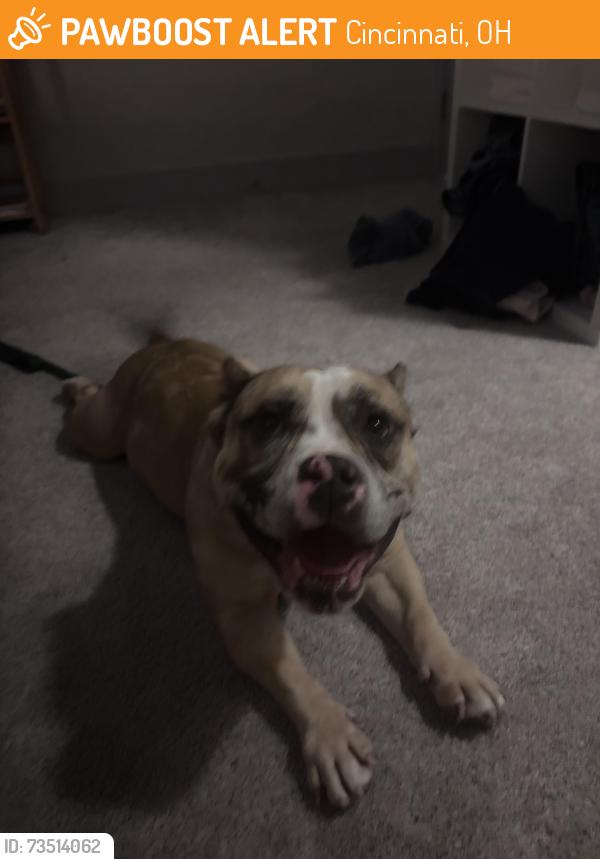 Found/Stray Male Dog last seen cass avenue and dreman ave, Cincinnati, OH 45225