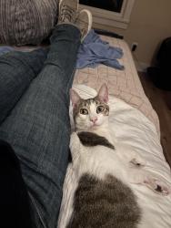 Lost Male Cat last seen Main St, Stepney Fire hse, Osteria Romana, Monroe, CT 06468