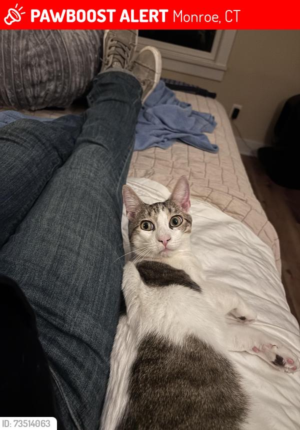 Lost Male Cat last seen Main St, Stepney Fire hse, Osteria Romana, Monroe, CT 06468