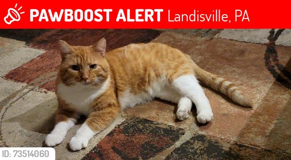 Lost Male Cat last seen Yellow Goose Road, Landisville, PA 17538