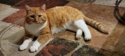 Lost Male Cat last seen Yellow Goose Road, Landisville, PA 17538