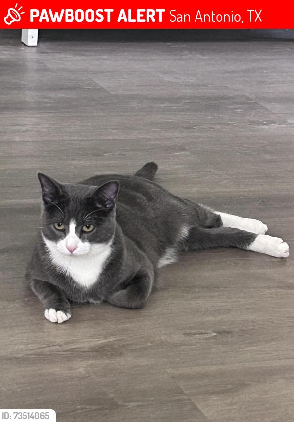 Lost Male Cat last seen Maple ranch, San Antonio, TX 78245