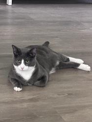 Lost Male Cat last seen Maple ranch, San Antonio, TX 78245