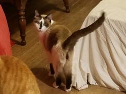 Reunited Male Cat last seen behind Gravois Bluffs, Target side, Fenton, MO 63026