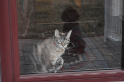 Lost Male Cat last seen Murray Ct, and Richardson Drive, Roanoke VA, Cloverdale, VA 24019