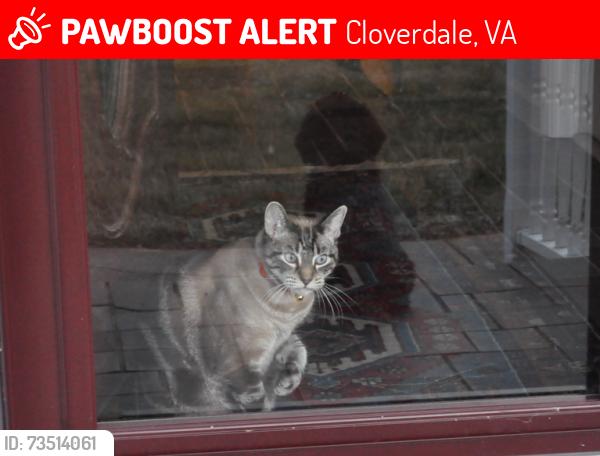 Lost Male Cat last seen Murray Ct, and Richardson Drive, Roanoke VA, Cloverdale, VA 24019