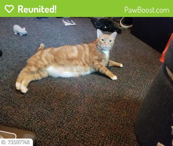 Reunited Male Cat last seen s Arlington and Locust lane, Harrisburg, PA 17109